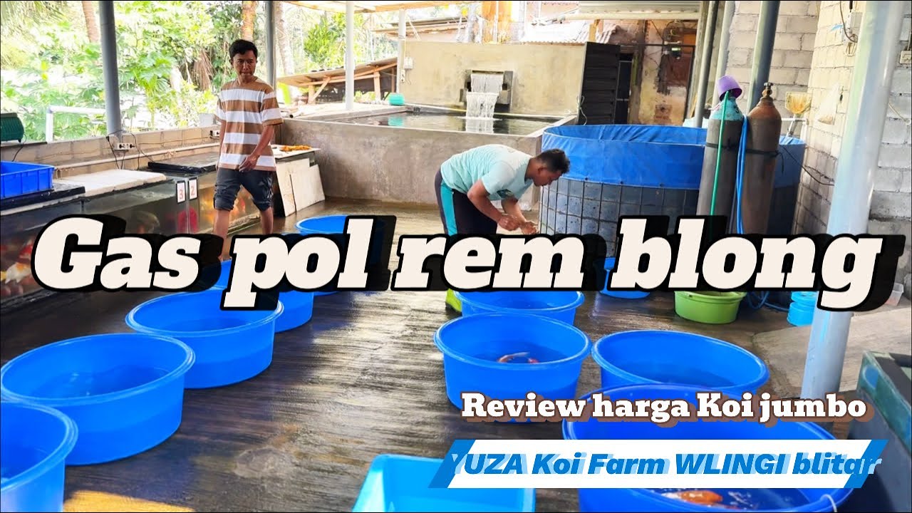 ini lo tempatnya koi jumbo wlingi blitar !!! review harga gas pollll rem blong !!yuza Koi farm