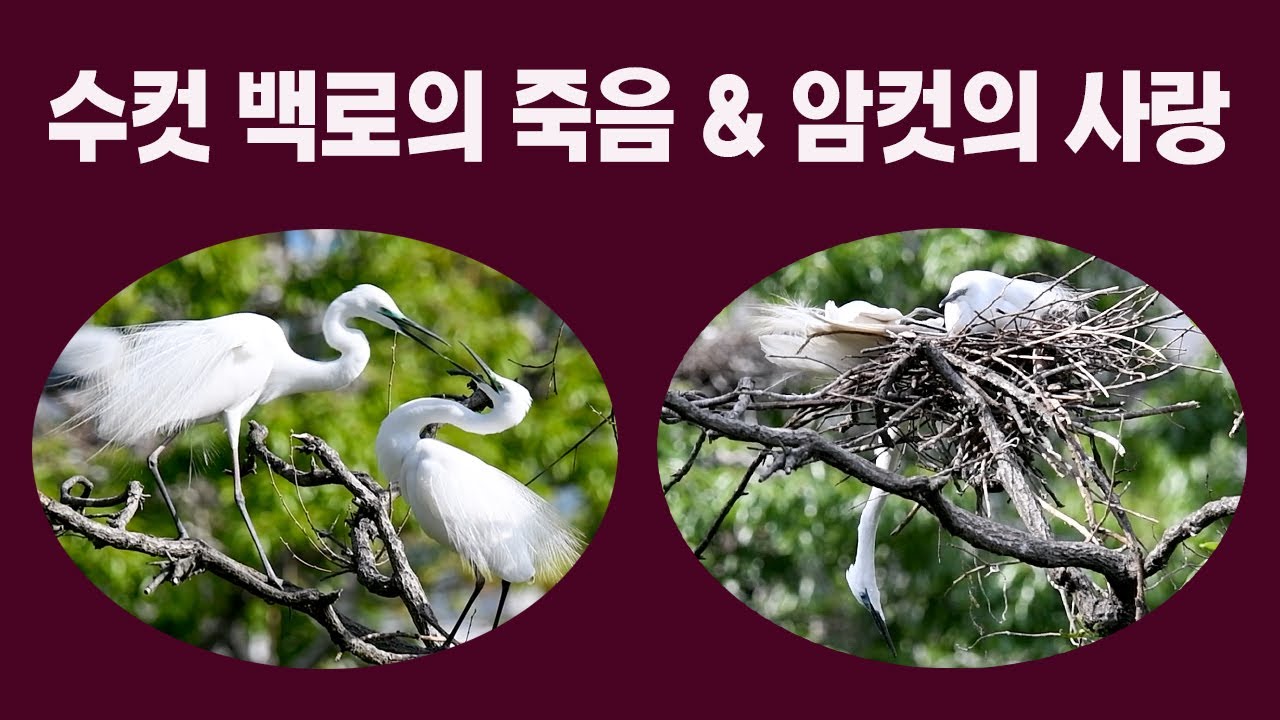 야생에도 이런 사랑이(11일 만에 무너진 백로부부의 꿈)/There's love like this in the wild