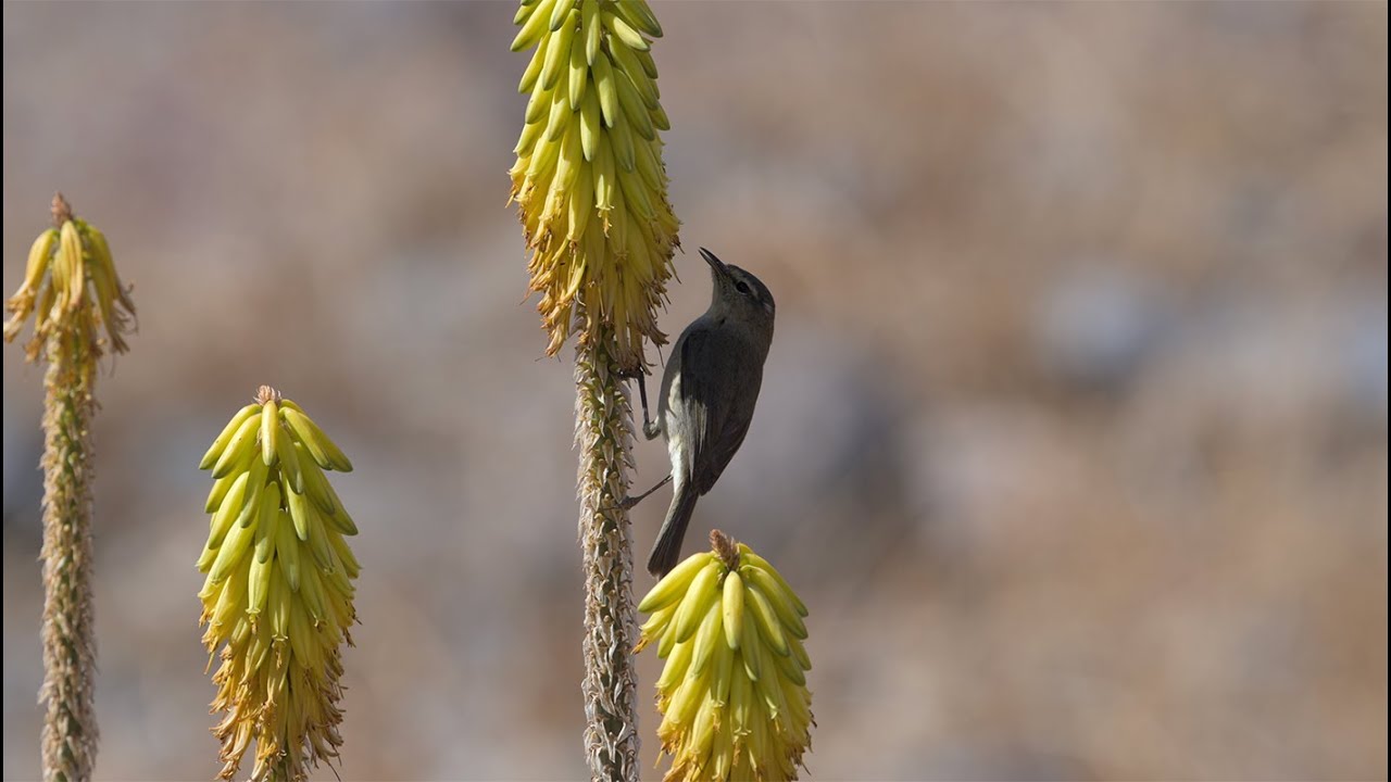 Birds on LaGomera