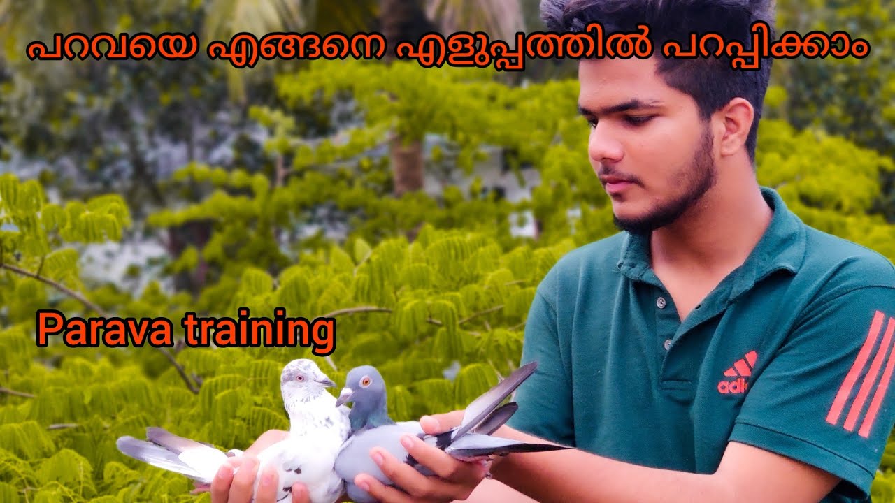 ഏറ്റവും എളുപ്പത്തിൽ എങ്ങനെ പറവയെ പറപ്പിക്കാം(ഇങ്ങനെ പറപ്പിച്ചു നോക്കു💯resultഉണ്ടാവും #paravatraining