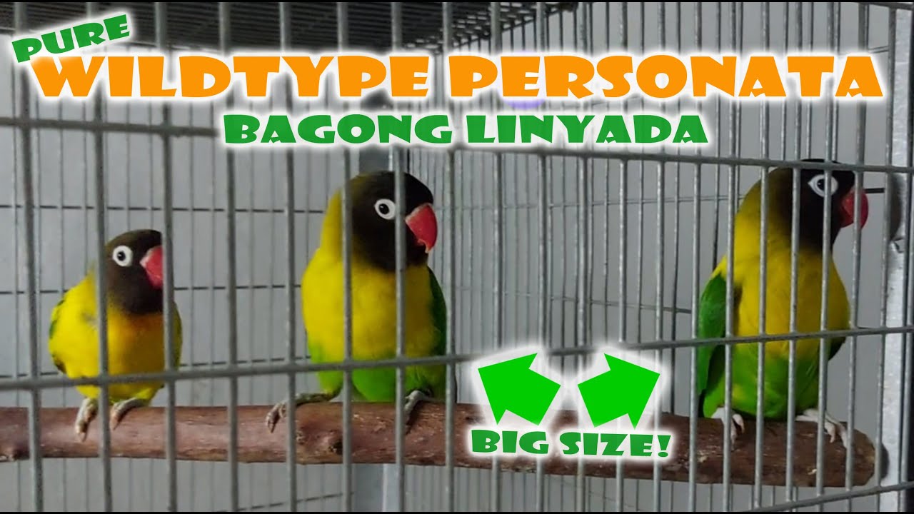 UPGRADE!  PURE WILDTYPE PERSONATA