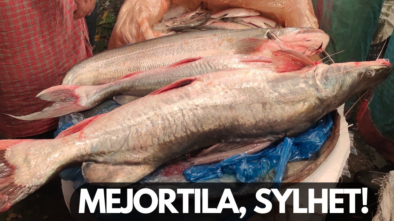You Won’t Believe the Prices & Fish Variety at Mejortila Fish Market, Sylhet