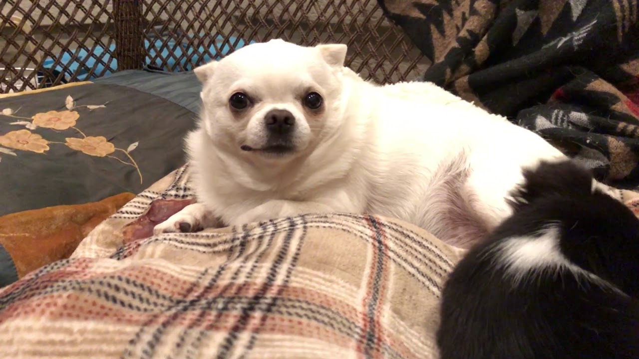 Tiny, black puppy meets the grumpiest chihuahua on Earth!