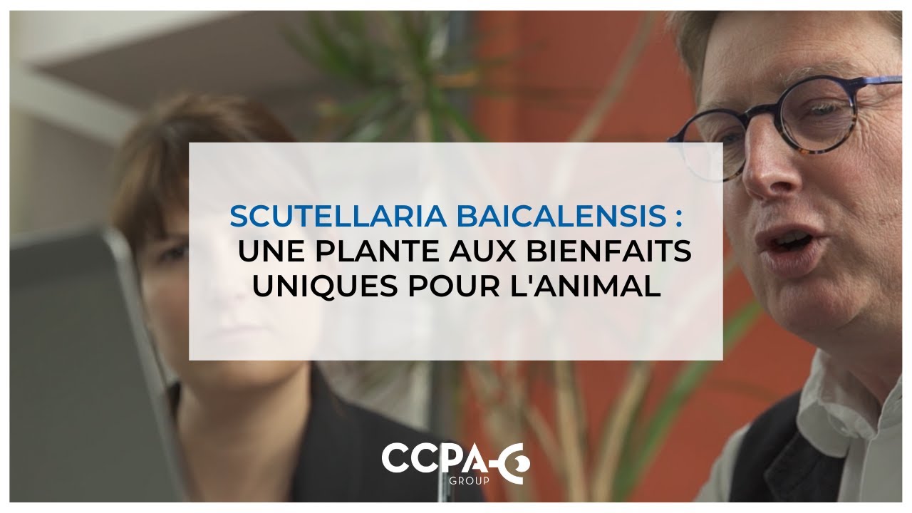 Scutellaria Baicalensis : une plante aux bienfaits uniques pour l'animal (2023)