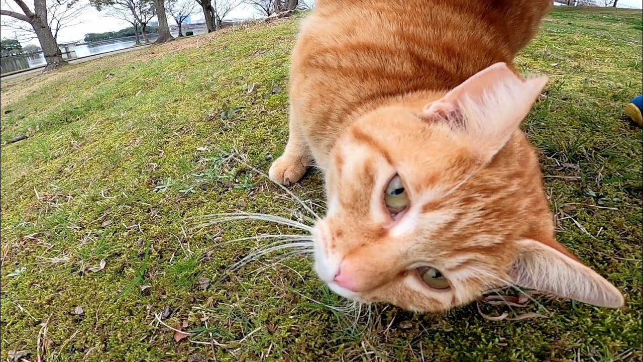 Кошка, которая счастлива тереть голову о землю, когда наденада хороша