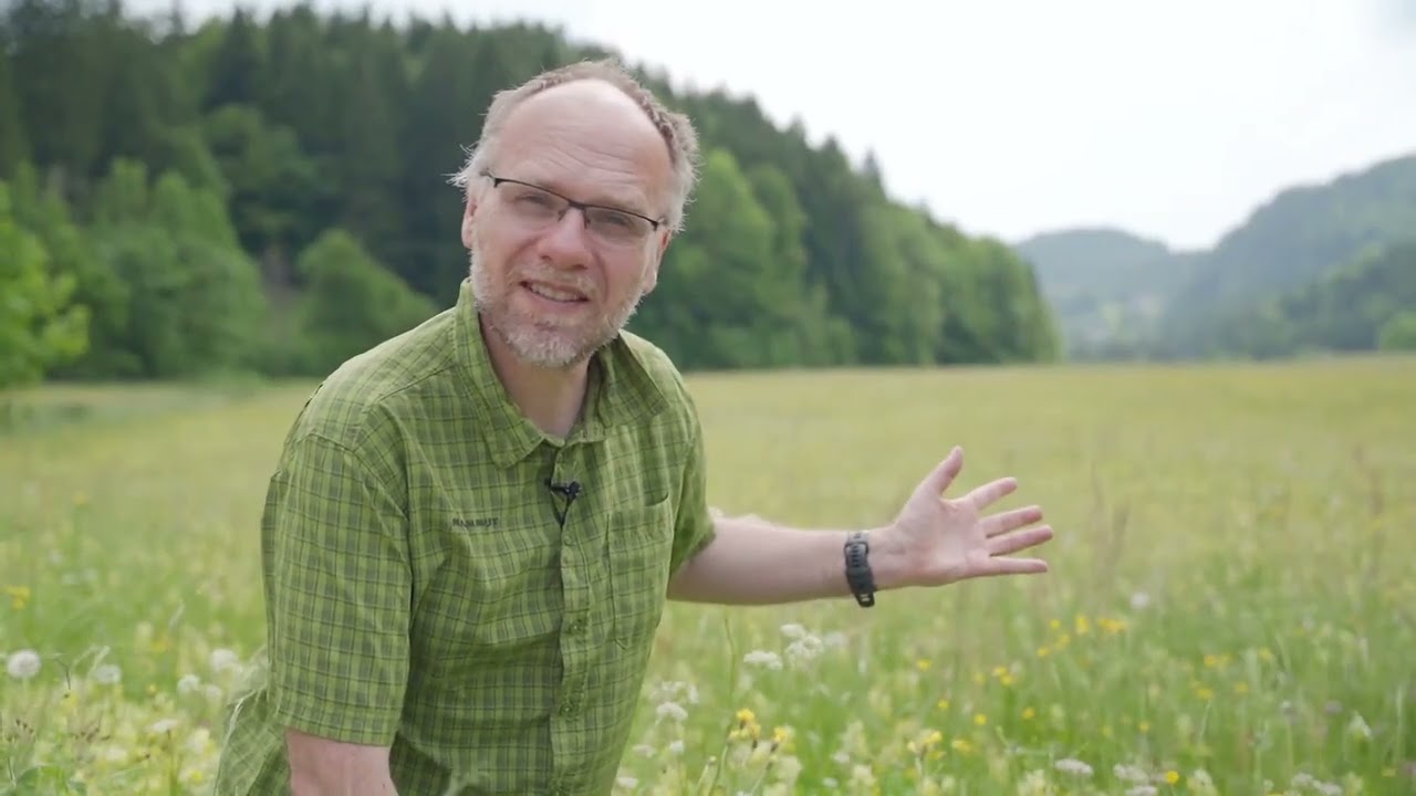 Goldhafer-M&auml;hwiese