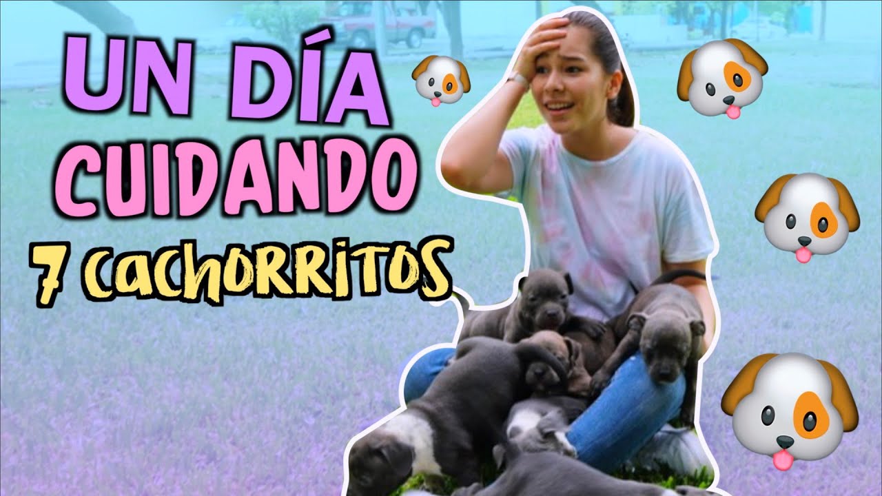 NI&Ntilde;ERA POR UN D&Iacute;A de 7 cachorritos  NatalyPop
