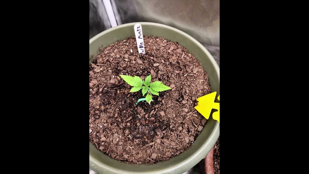 Dutch Passion/Super Sativa Seeds- Black Cherries and Purple Mintz