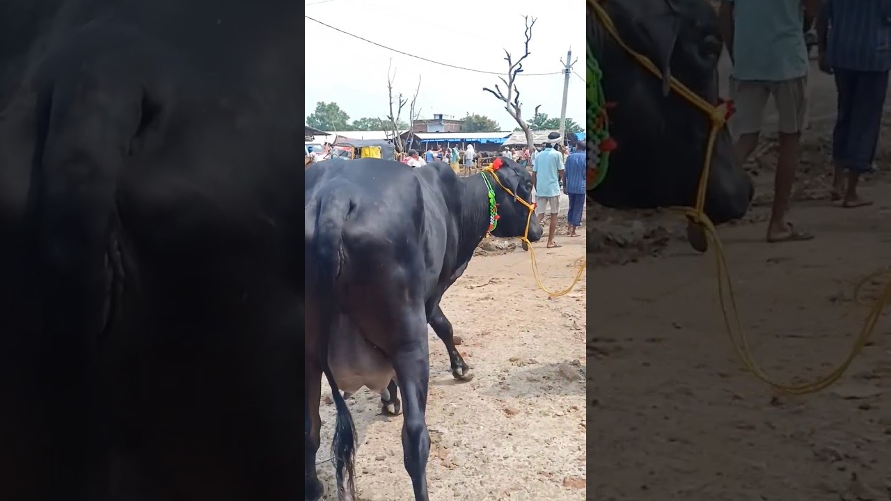 Jarsi HF Cow for sale in Chausa Pashu Mela #cow #chausa #short #viralvideo #animals