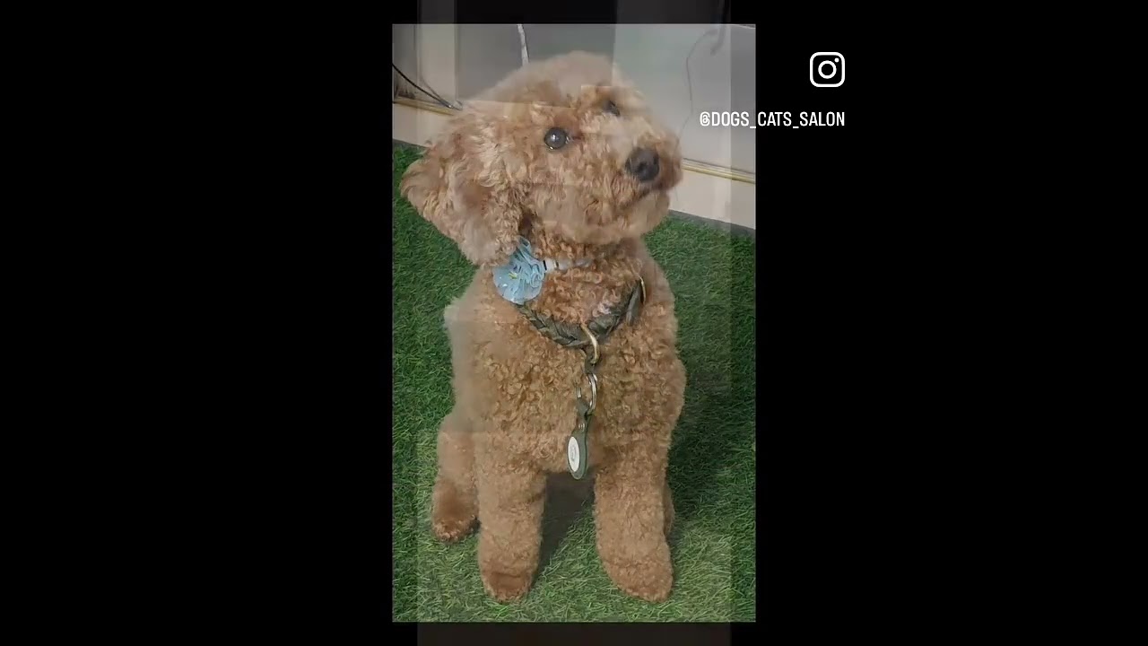 Zwergpudel Frieda 🐩 2 y.o. 