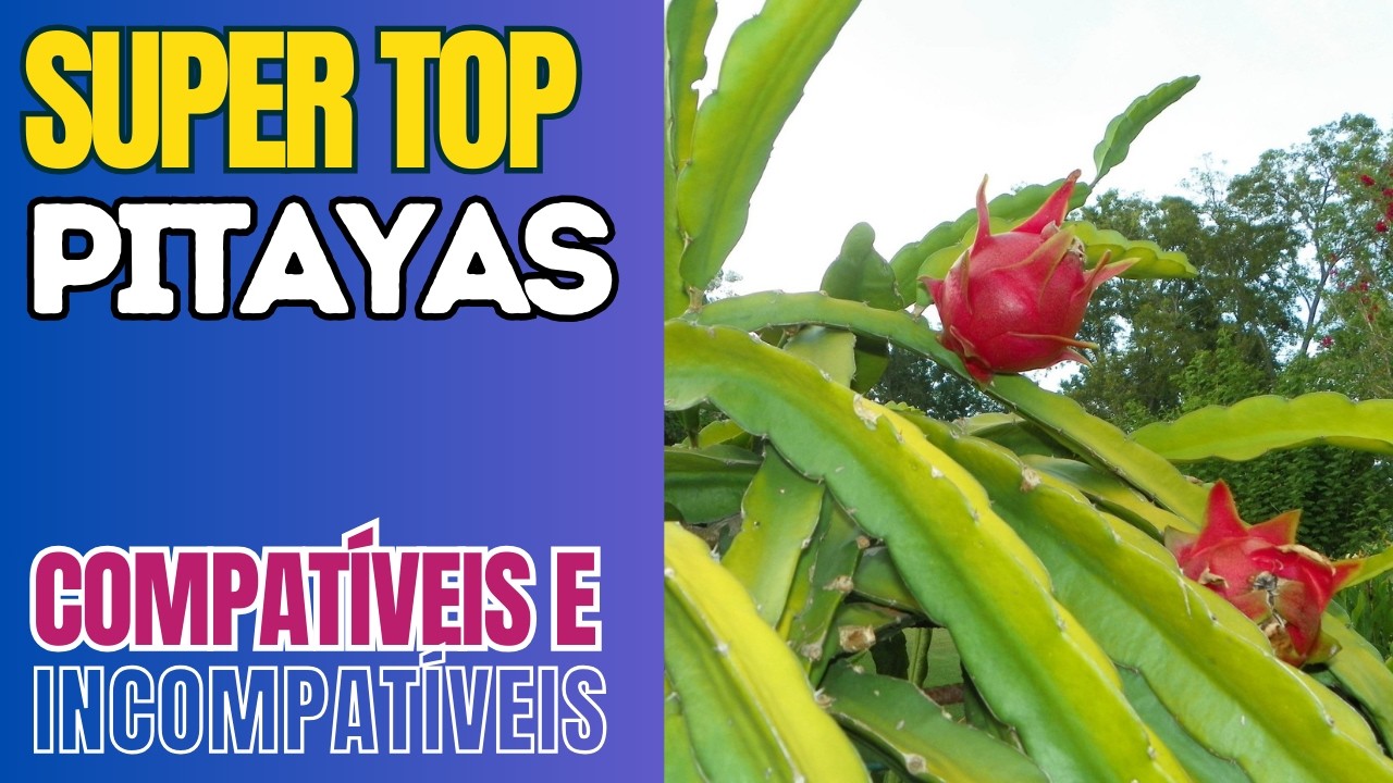 SUPER TOP PITAYAS: AUTO-FÉRTEIS, AUTO-POLINIZÁVEIS, AUTO-ESTÉREIS E AUTO-INCOMPATÍVEIS 