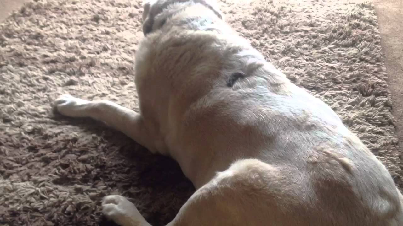 Dog with breathing difficulties