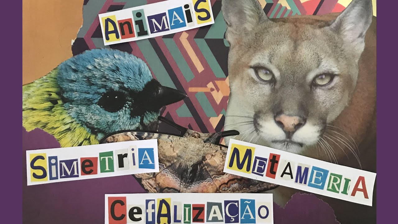 Prof de Bio | Animais - Simetria, Cefalização e Metameria