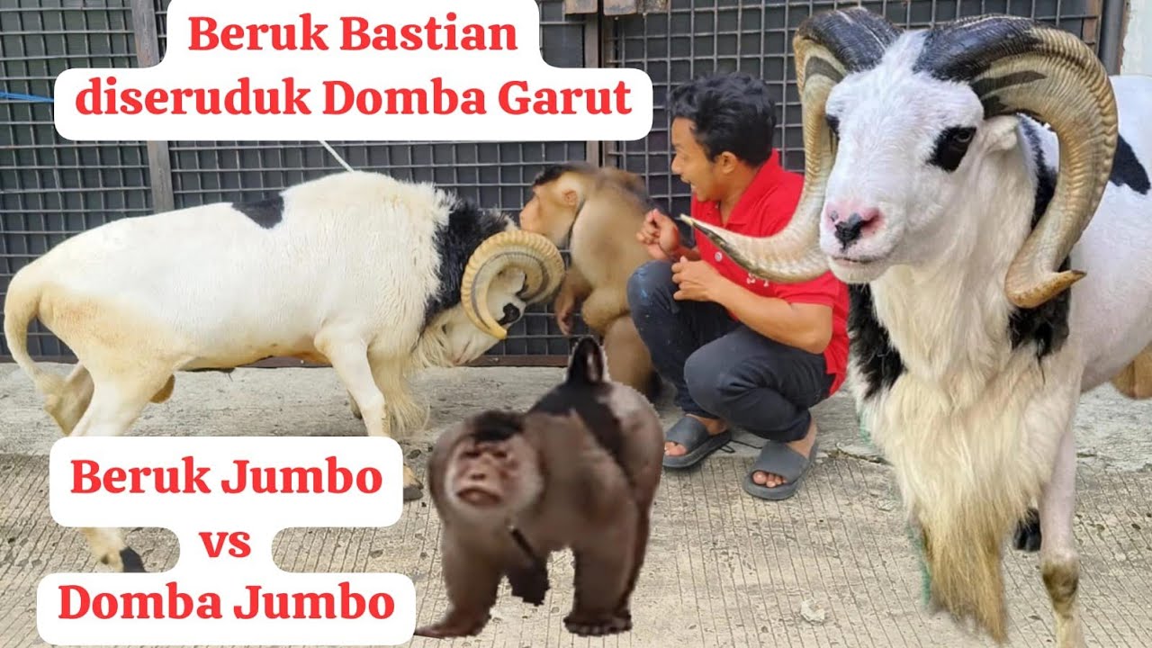 Domba Garut ngamuk ketemu Beruk Bastian!!! semua diseruduk!!!