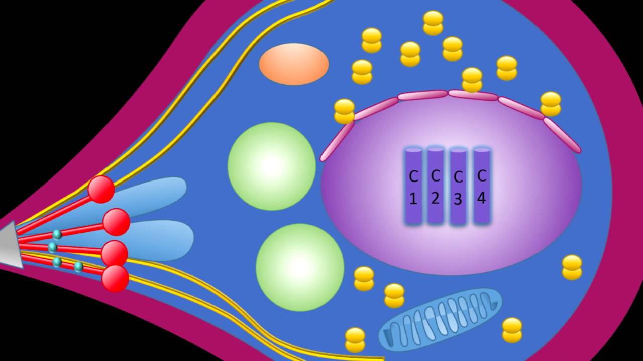 Mecanismos de Patogenicidad de Babesia bovis y Babesia bigemina