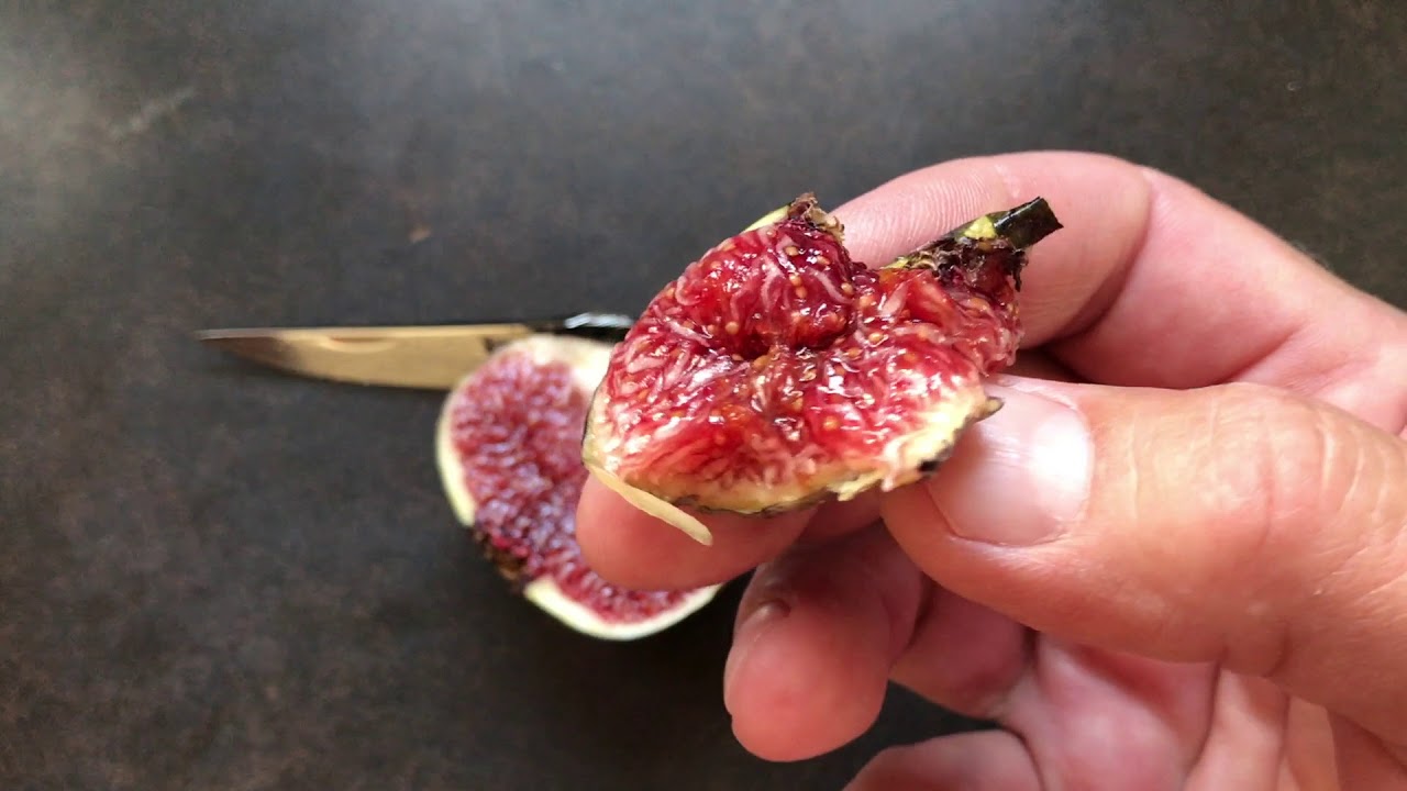 french fig farm: Calderona