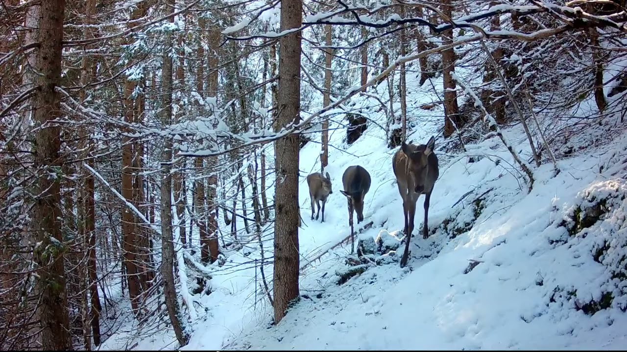Hiver dans les Alpes Suisses (Cerfs, Perdrix,Renard, Blaireau, Lievre...)