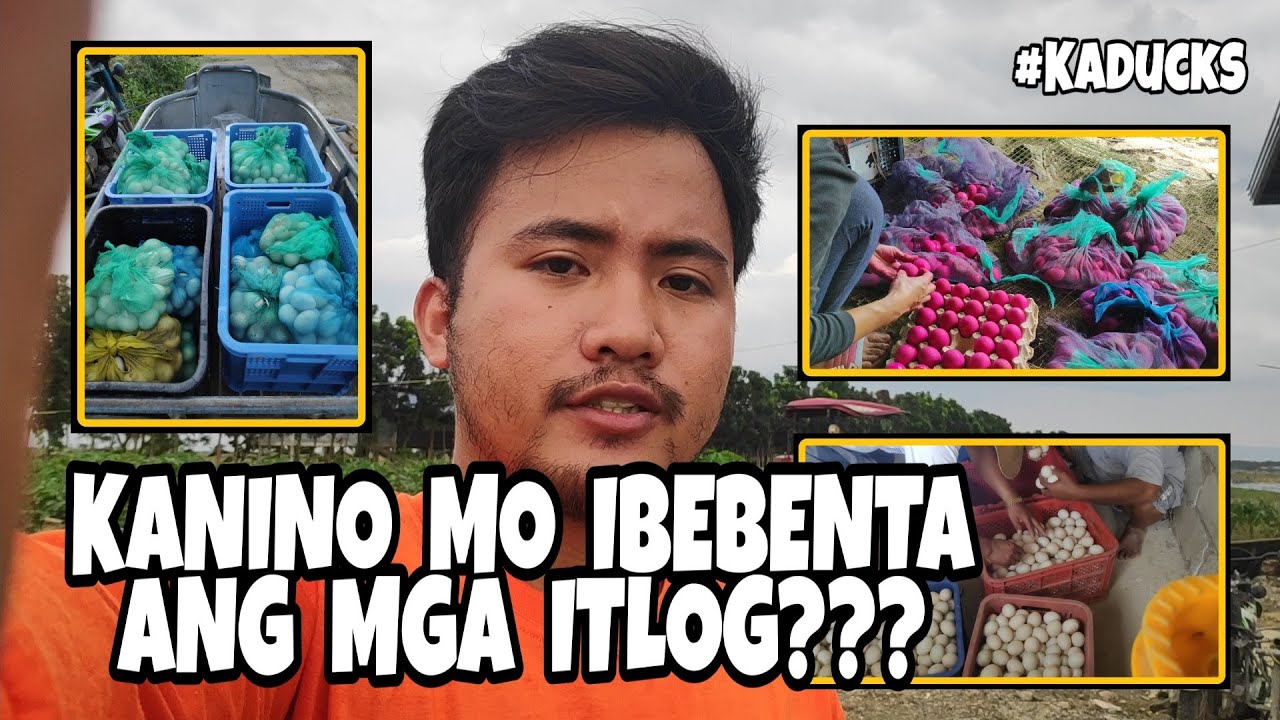 EP30 - KANINO MO BA IBEBENTA ANG MGA ITLOG NG ITIK ? #kaducks