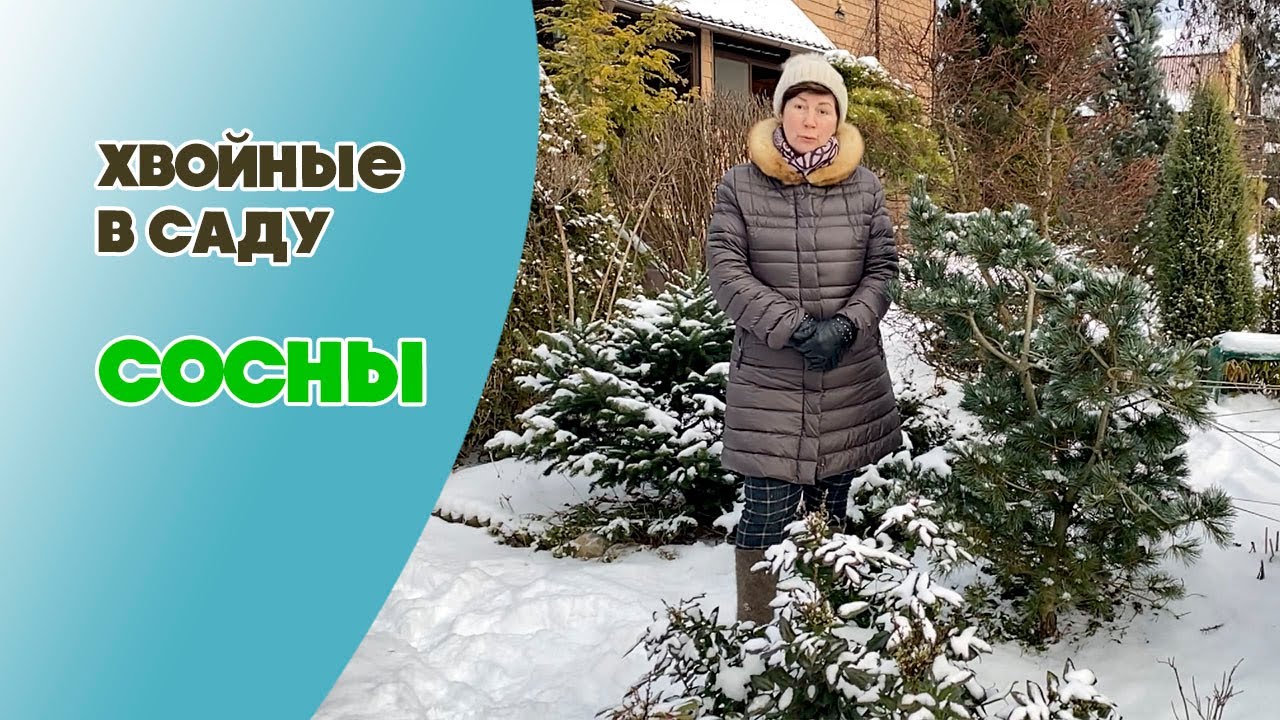 Сосны. Обзор хвойных в саду ч.2.