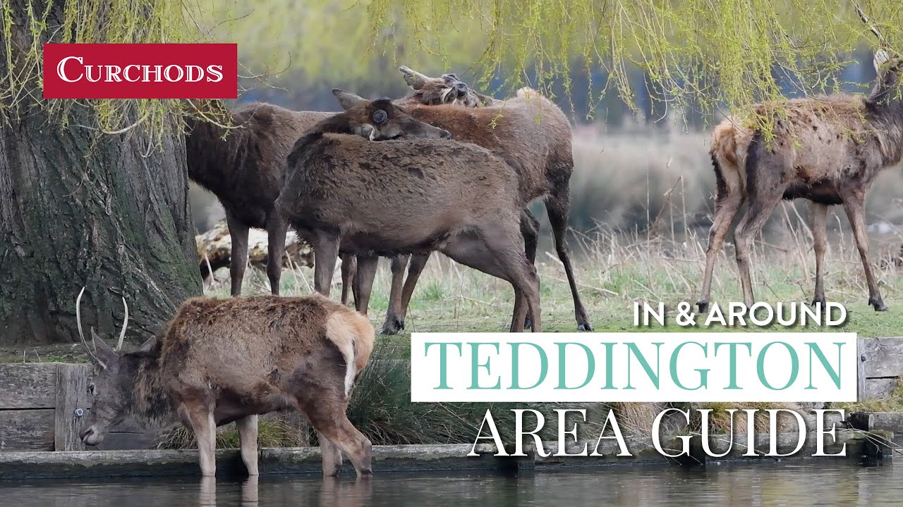 In & Around Teddington - Area Guide