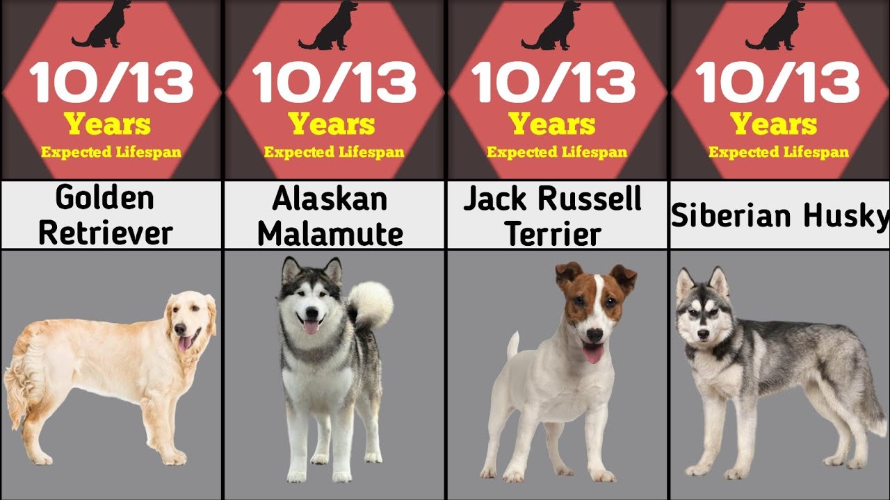 Dog lifespan compression | Dog life how many years