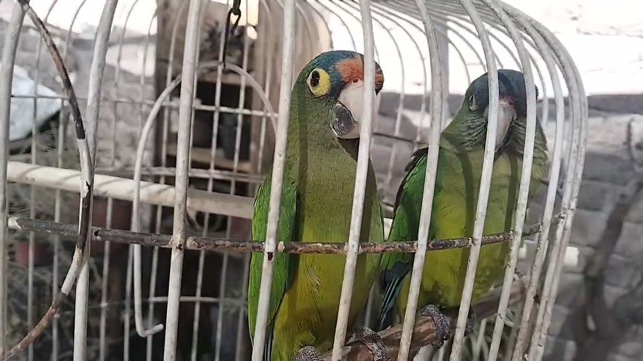 VIRLO Y CHONCHO