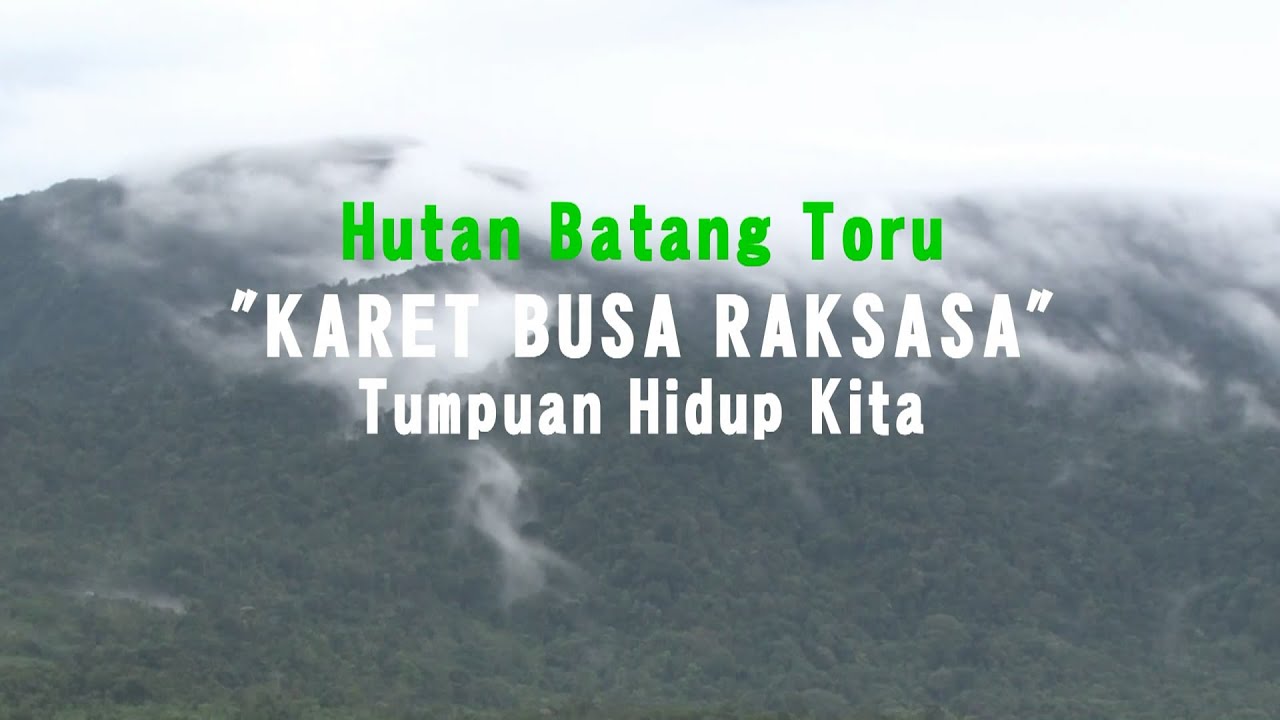 Hutan Batang Toru si Karet Busa Raksasa