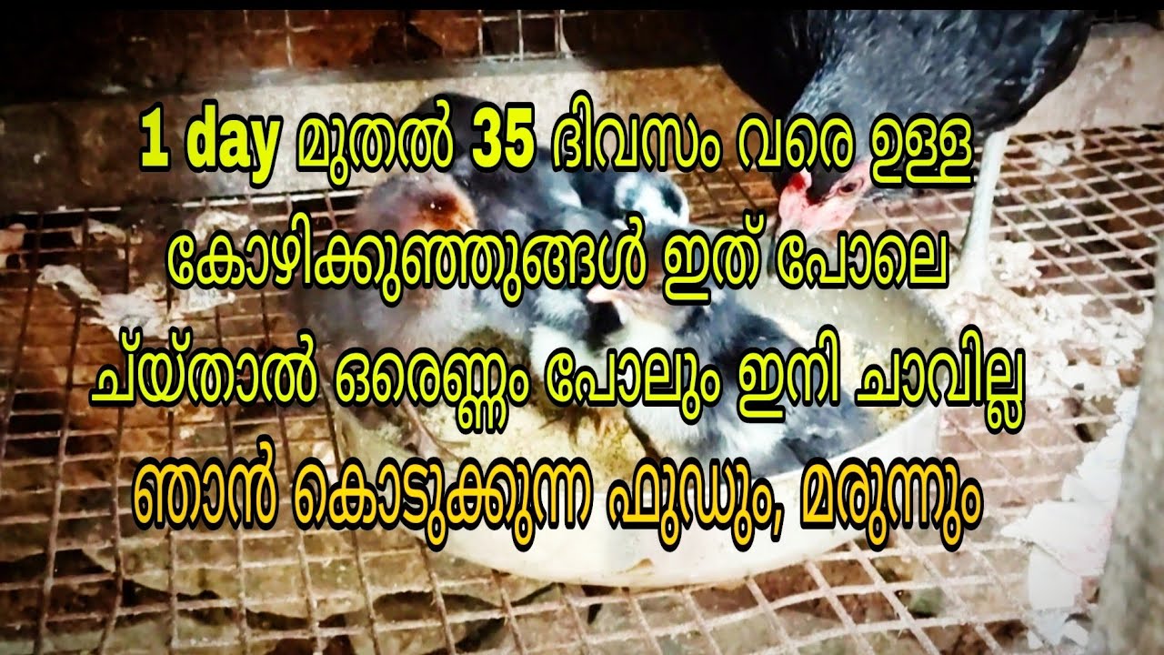 ഇനി എത്ര കോഴിക്കുഞ്ഞു ഇത് പോലെ ച്യ്താൽ ഒരെണ്ണം പോലും ചാവില്ല . ആർക്കും പരീക്ഷിക്കാം. 100% റിസൾട്ട്‌