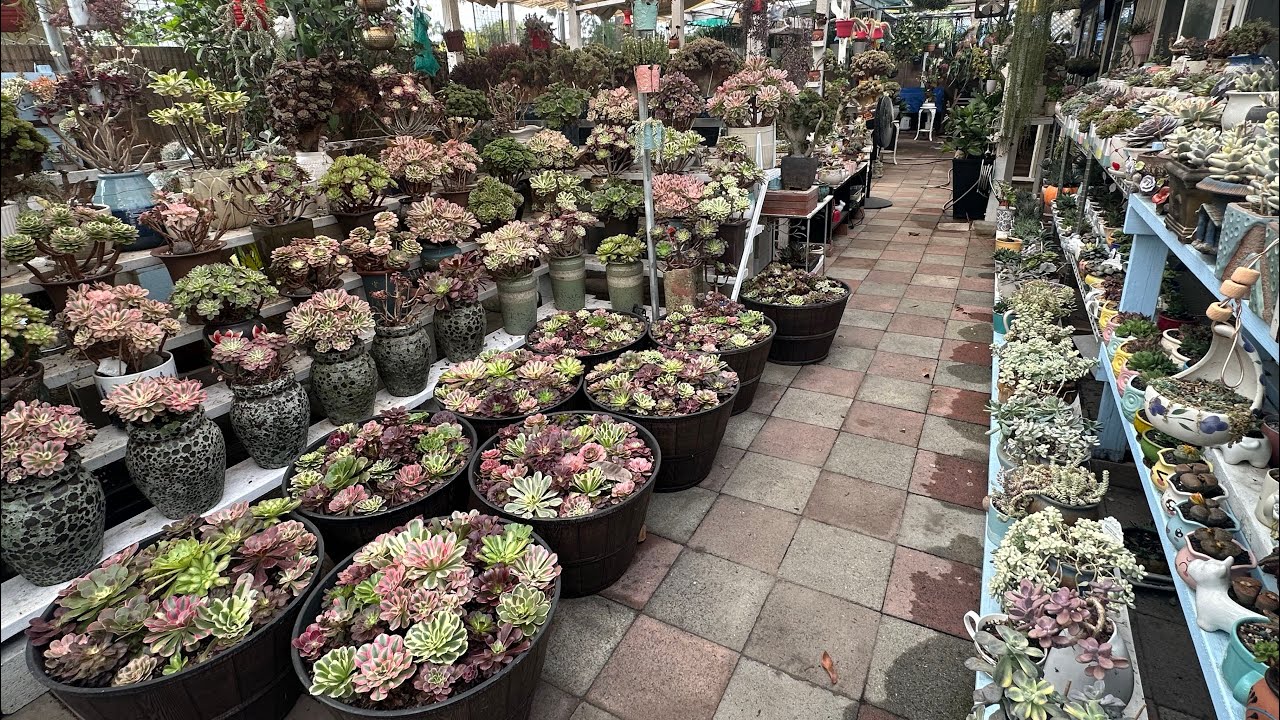 Vườn Sen Đá Ở Nam Cali Đang Phục Hồi Sau Mùa Hè .