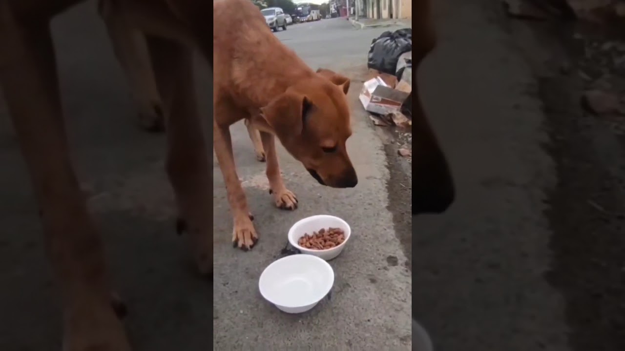 DESPUÉS DE 6 AÑOS, Actividad social a los cachorros ,🦮