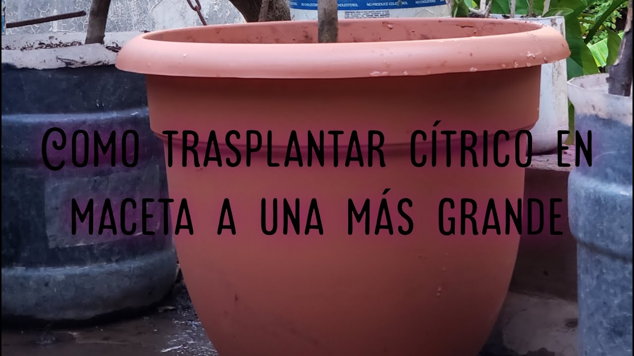 Como trasplantar cítrico en maceta a una mas grande