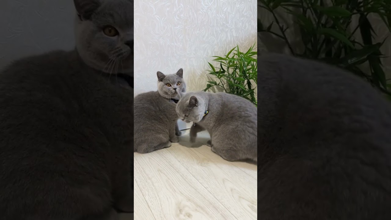 Пытаюсь играть с двумя котами… им всё равно 😅