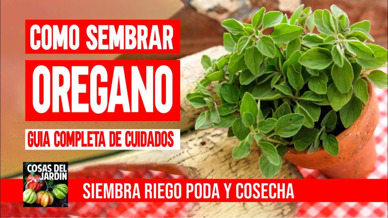 COMO PLANTAR OREGANO - COMO SEMBRAR OREGANO + CUIDADOS PODA Y COSECHA