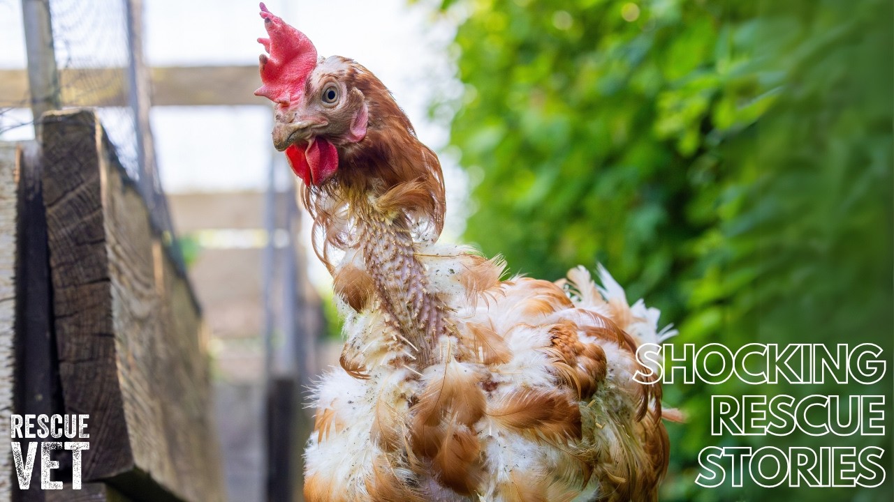 Old hens freed from cages to have a free ranged retirement : Posy & Maud's story