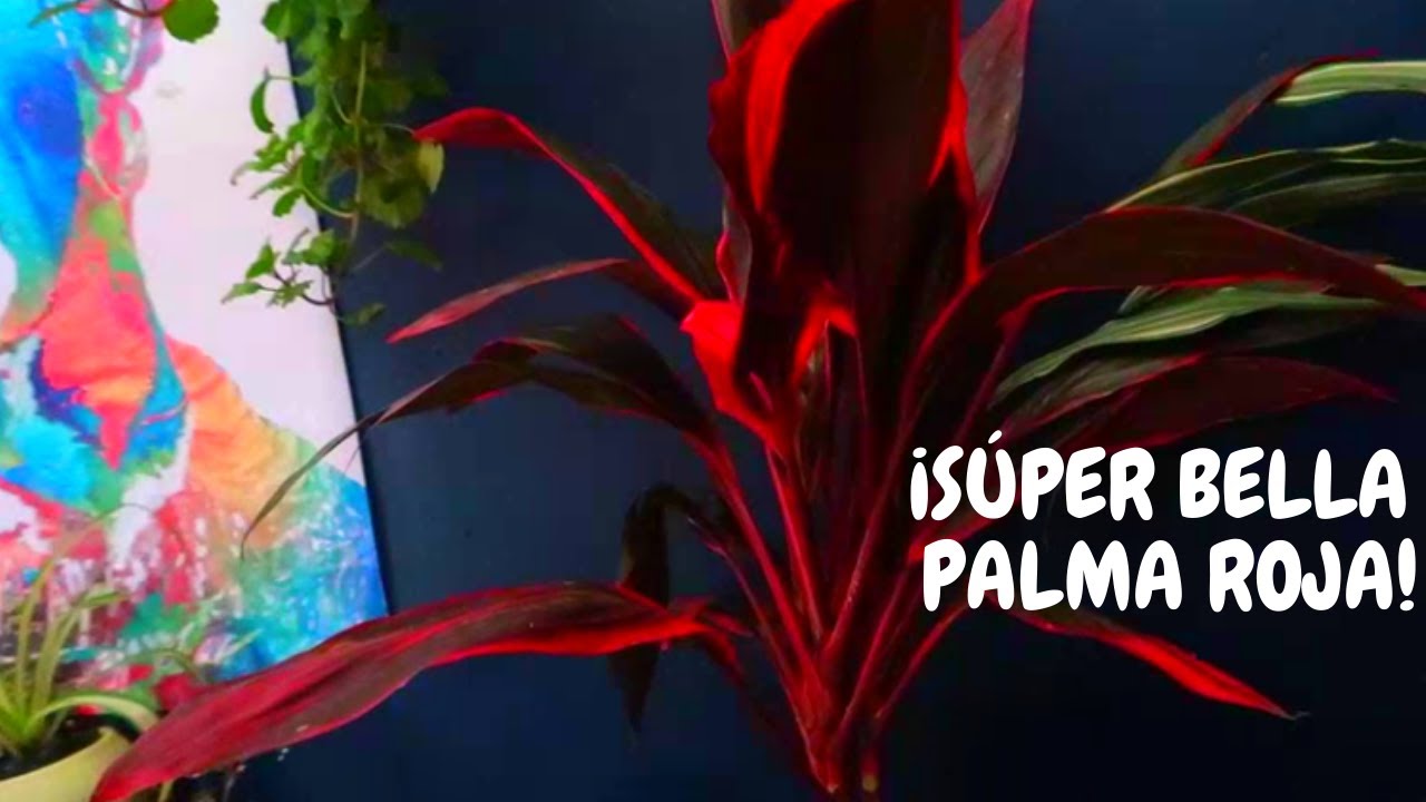 Muñeca planta cuidados | ¡Hermosa palma roja!