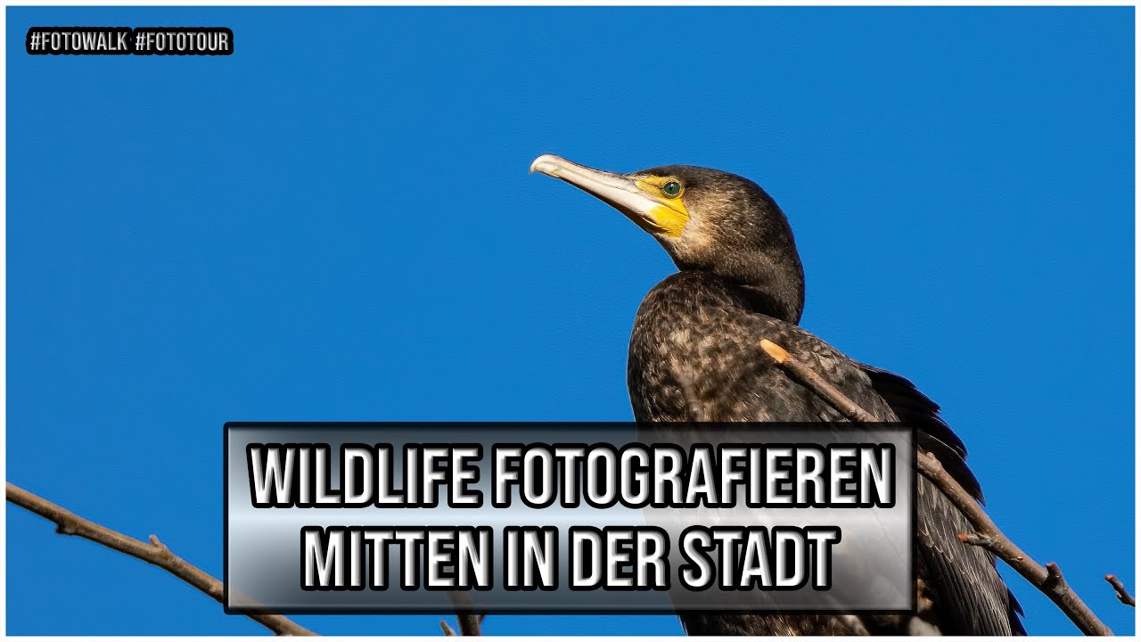 Fotowalk - Wildlife fotografieren mitten in der Stadt - Fototour
