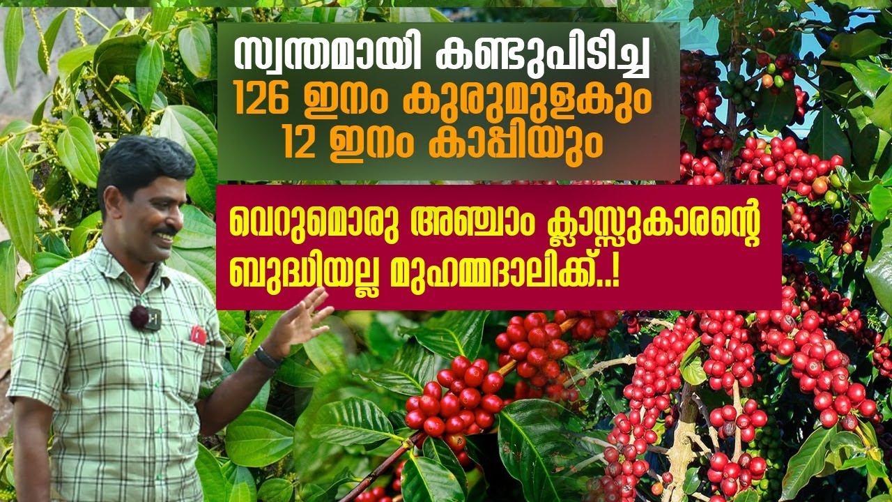 വെറുമൊരു അഞ്ചാം ക്ലാസുകാരന്റെ ബുദ്ധിയല്ല മുഹമ്മദാലിക്ക്..|PEPPER COFFEE GRAFTING |