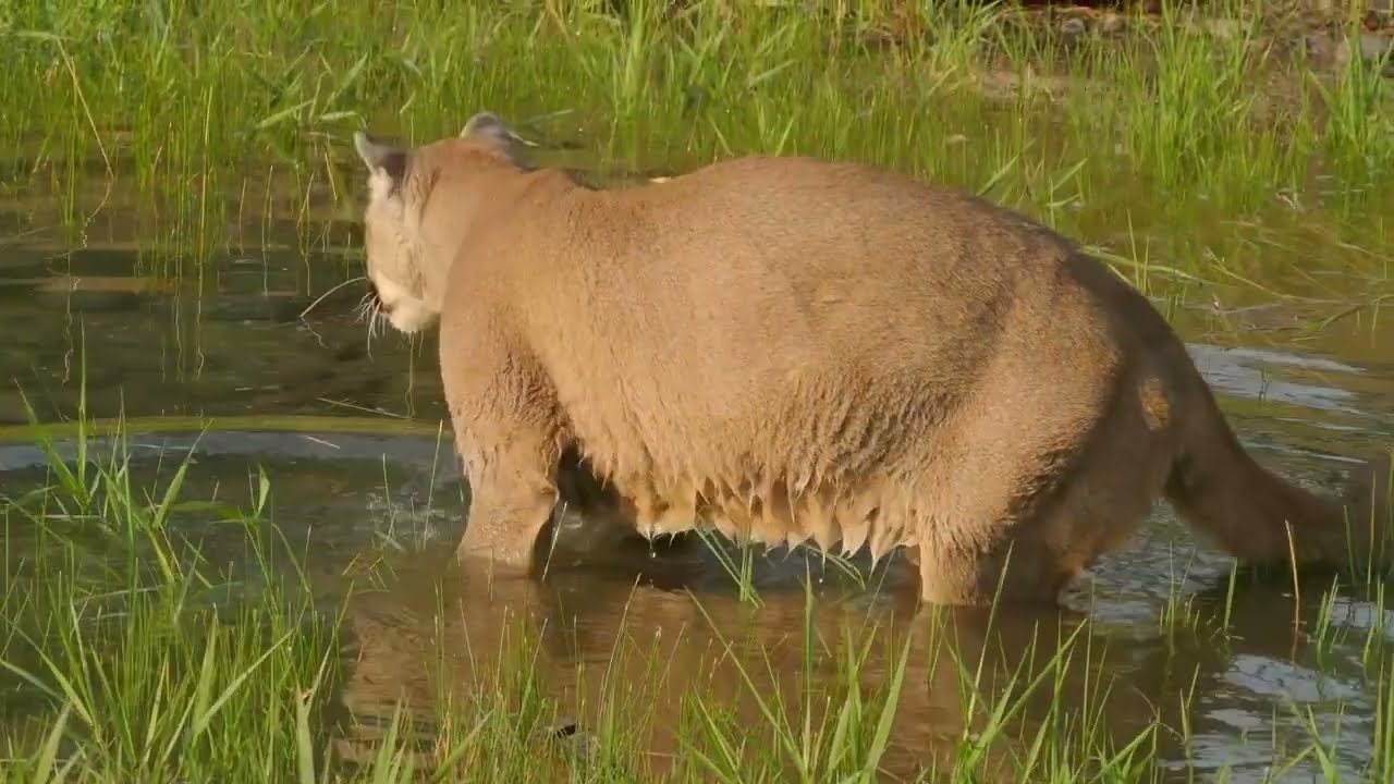 Epic Amazon jungle wild animals and river sounds in stunning 4k