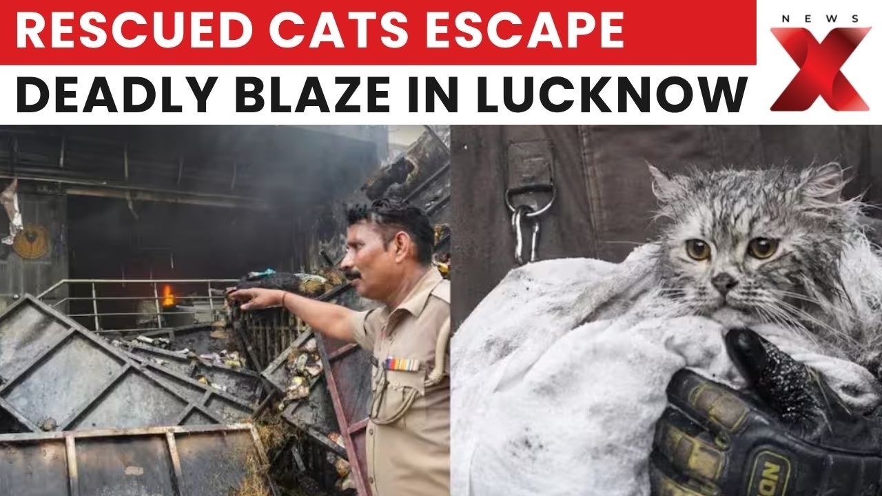 Lucknow Fire Tragedy: Rescued Cats Survive As Dozens Of Animals Perish In Blaze | Latest News |NewsX
