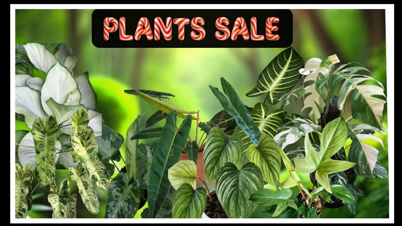 Philodendron varieties clearance sale.. Whatsapp :6282800870
