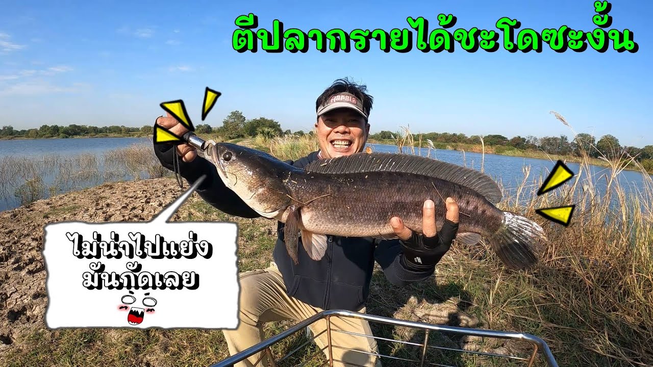 ตกปลาชะโดด้วยเหยื่อกระดี่20กรัม(#ตกปลาชะโด #ตีจิบชะโด #ตกปลา)Fish BattleEP.74