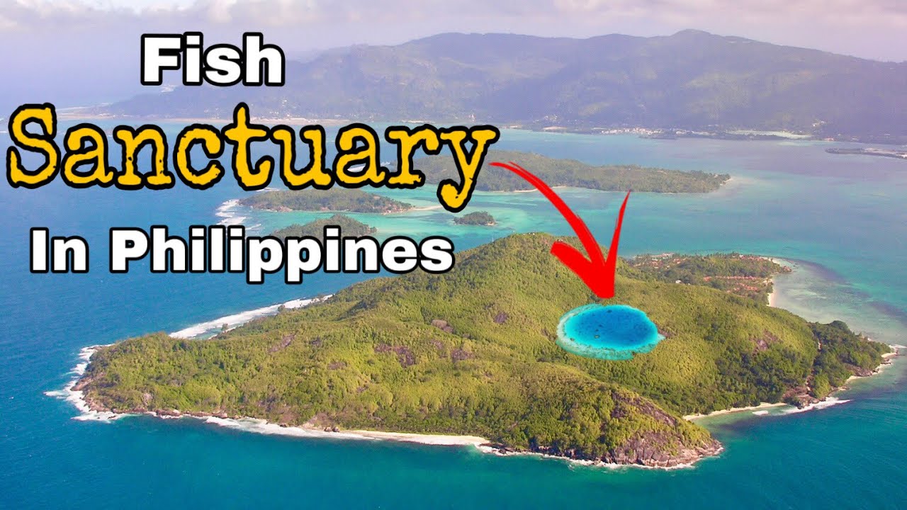 The MASSIVE FISH in this island in Philippines