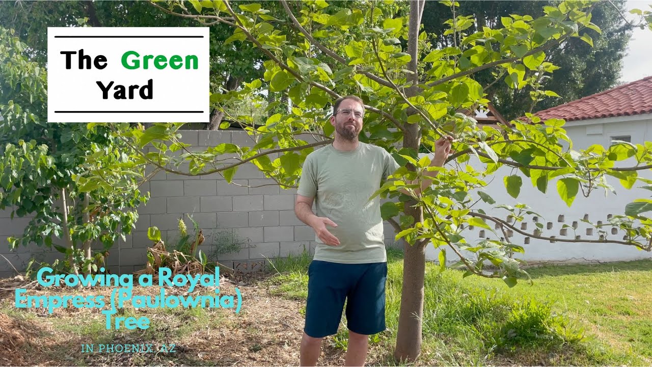 Growing a GIANT Royal Empress (Paulownia) Tree in Phoenix, Arizona! (Beautiful Flowers)