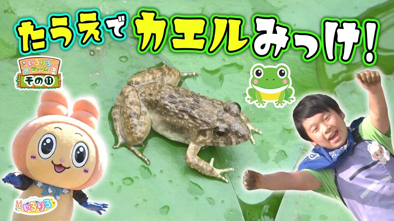 【田植え初体験】カエルに触れるかな？大挑戦！【いろりろ公式】