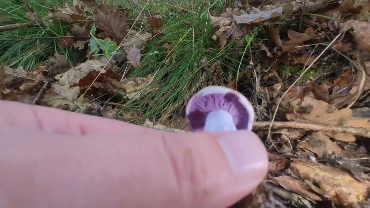 Pied bleu Lepista nuda tricholome nu Tricholoma nudum Rhodopaxillus nudus For&ecirc;t de S&eacute;nart VR180 1/2