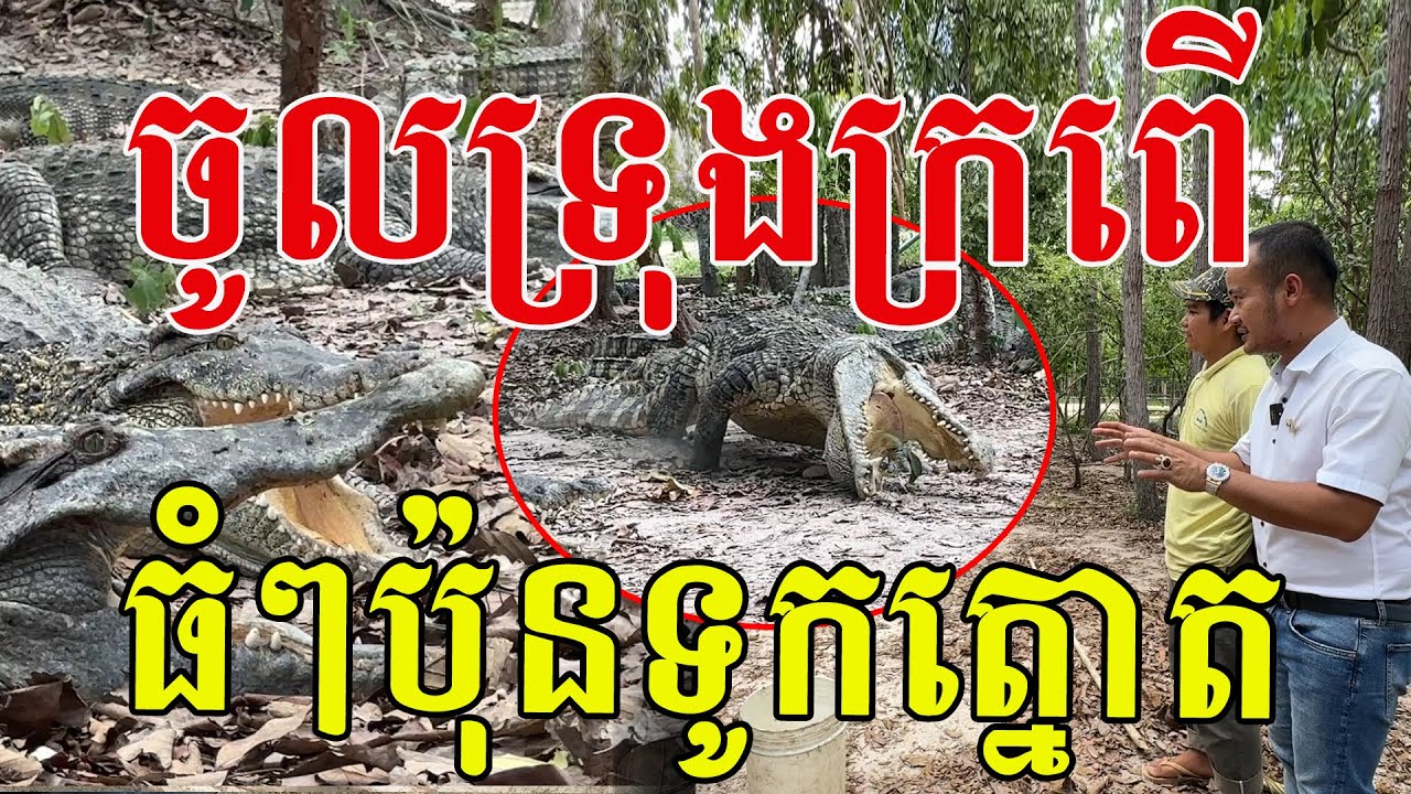 បងៗក្លាហានណាស់ នាំខ្ញុំចូលទ្រុងកម្សាន្តលេងតែម្ដងថ្ងៃនេះ