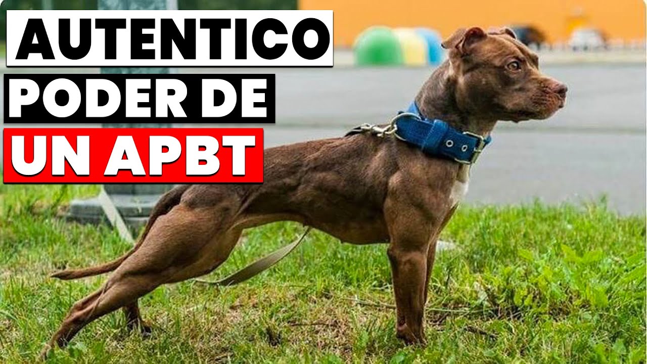 Poder de un Pitbull Americano APBT Original💪💯