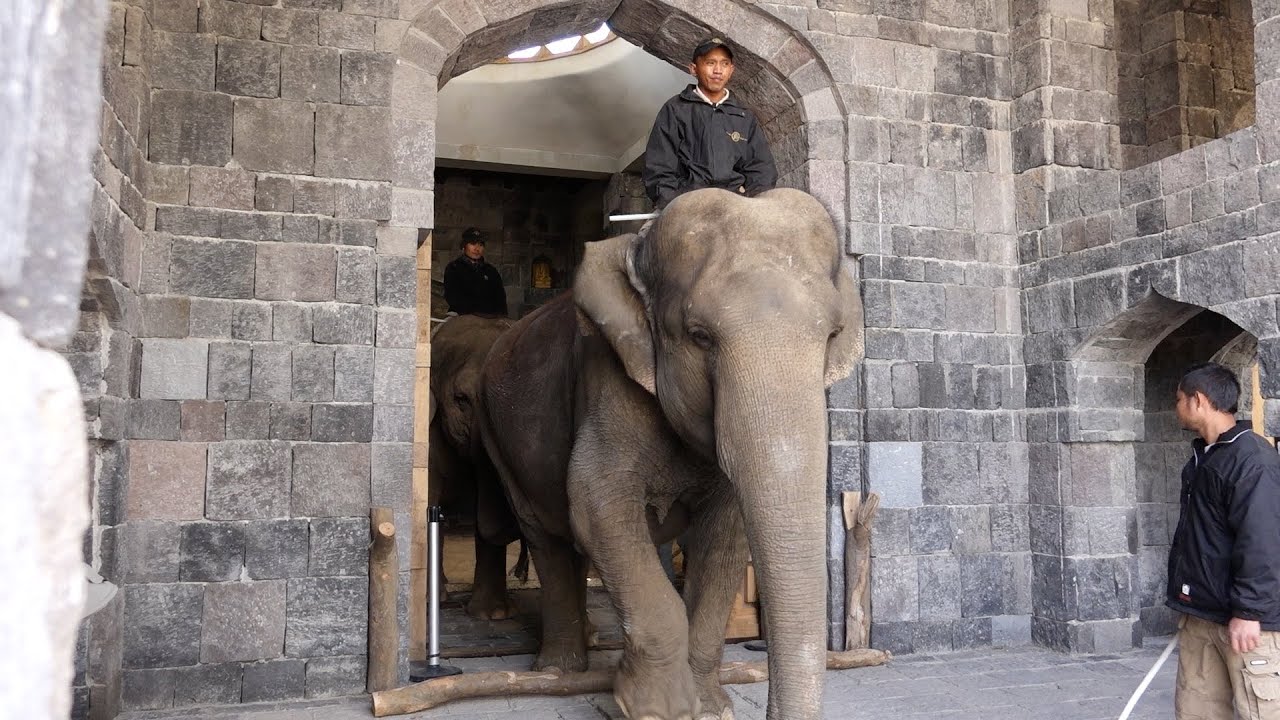 Feeding time for the animals at Pairi Daiza
