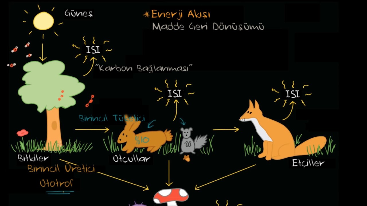 Ekosistemde Madde ve Enerji Akışı (Biyoloji) (Fen Bilimleri)