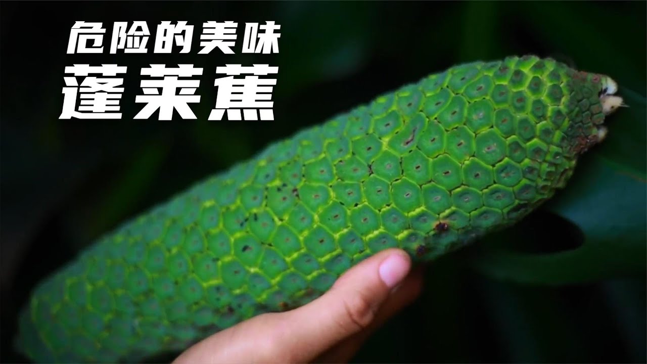 危险的美味水果蓬莱蕉！说不定你家就有一棵，这些部位有毒不要吃